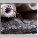 Perithous cf scurra - Schlupfwespe 05 10mm.jpg